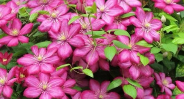 Popis kultivaru plamének ville de lyon, technologie pěstování a péče